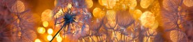 Кухонный фартук Мерцание Одуванчики золотистые 3 серебро в Железногорске - zheleznogorsk.katalogmebeli.com | фото