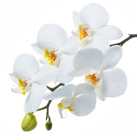 Стол обеденный Танго белый/Орхидея в Железногорске - zheleznogorsk.katalogmebeli.com | фото 3